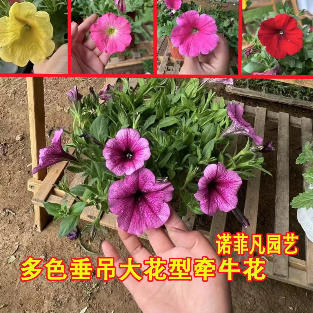 【垂吊大花牵牛】矮牵牛盆栽带花百万小喇叭垂吊舞春花阳台花卉爆盆