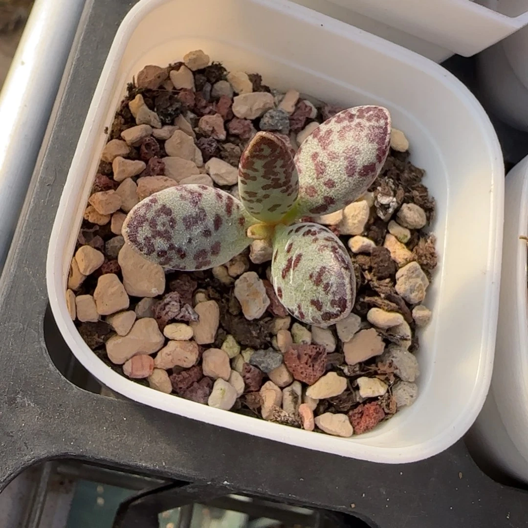 花棒子水泡多肉植物