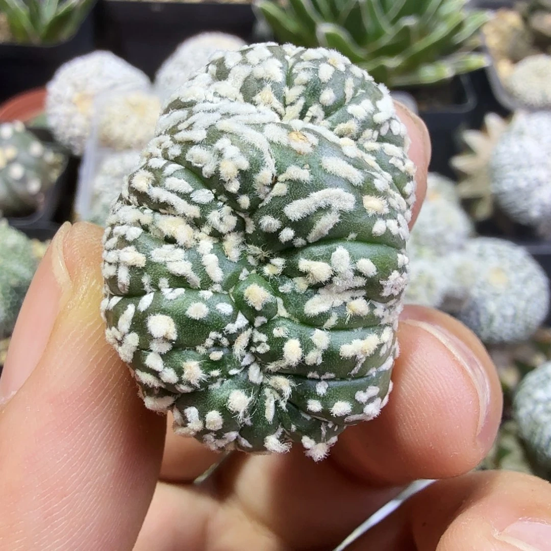 一代ｖ缀头子多肉植物