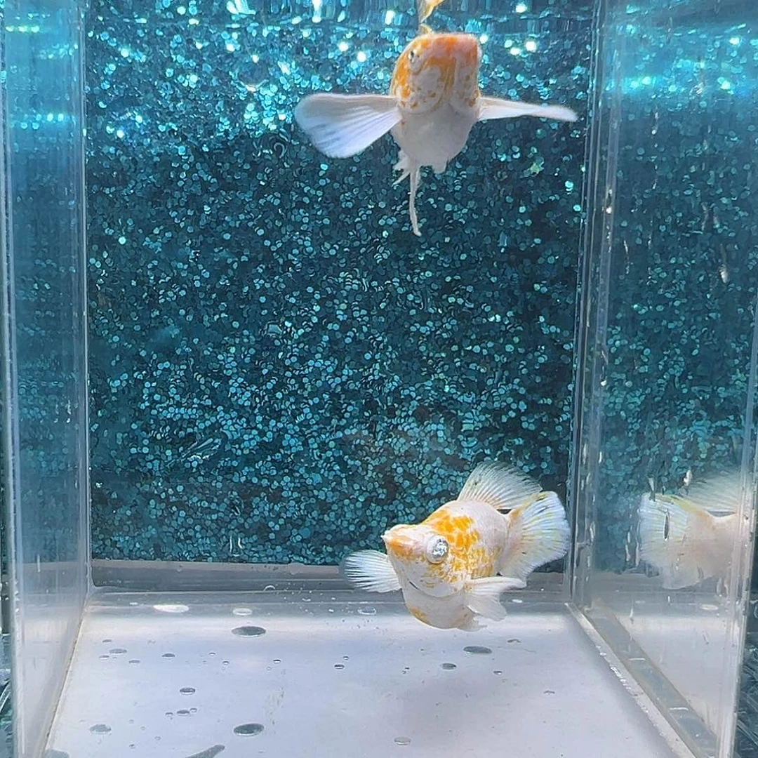 孔雀鱼樱花玛丽一对0023