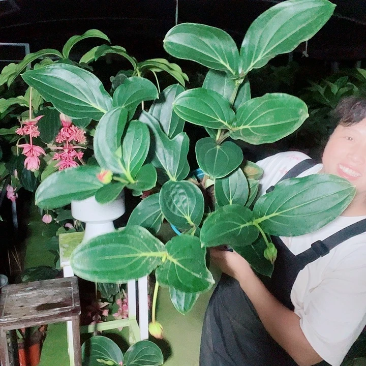 用***音无花朵宝莲灯开花开花