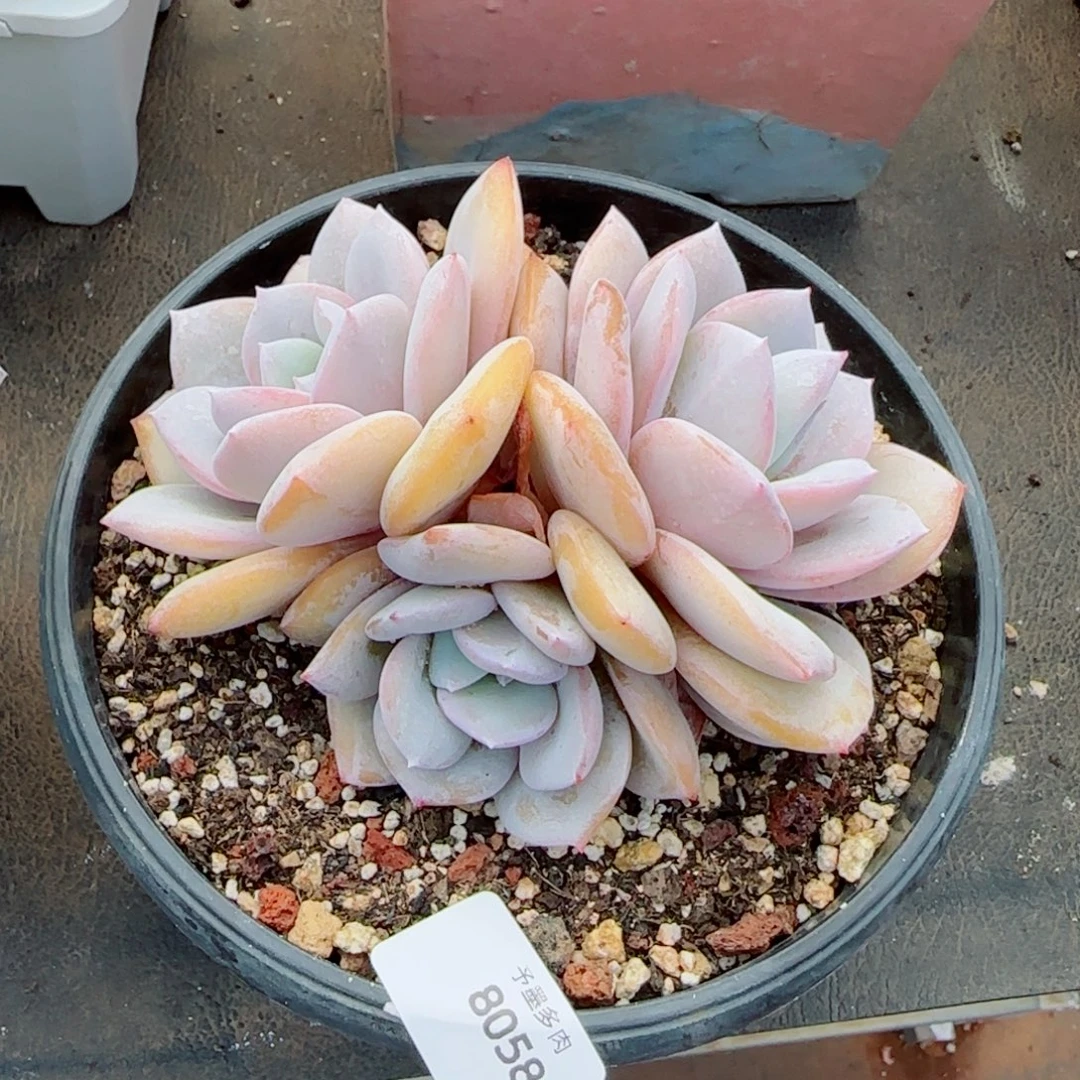 ʚ****奶茶微瑕，8058多肉植物