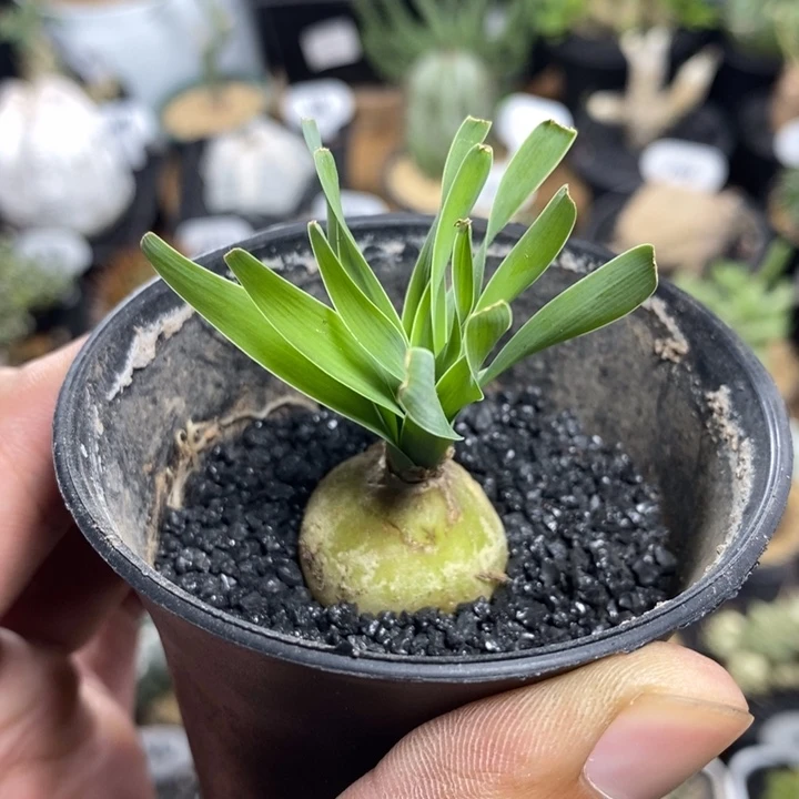 实生宽叶弹簧草231号2.5cm