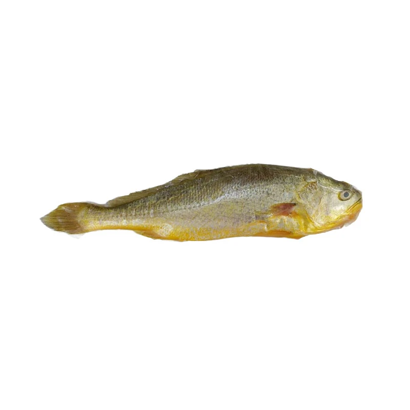 野化大黄鱼320g-400g（杀前420g以上）