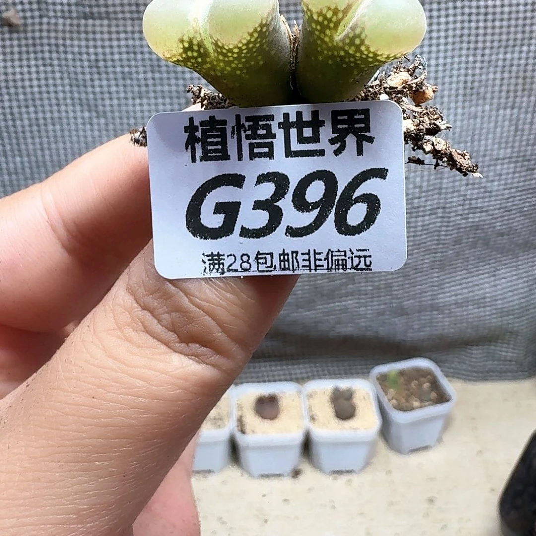 多肉植物的润泽地f