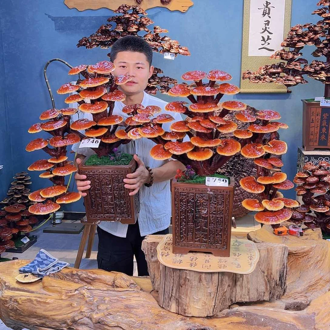 无花朵888888888888888888