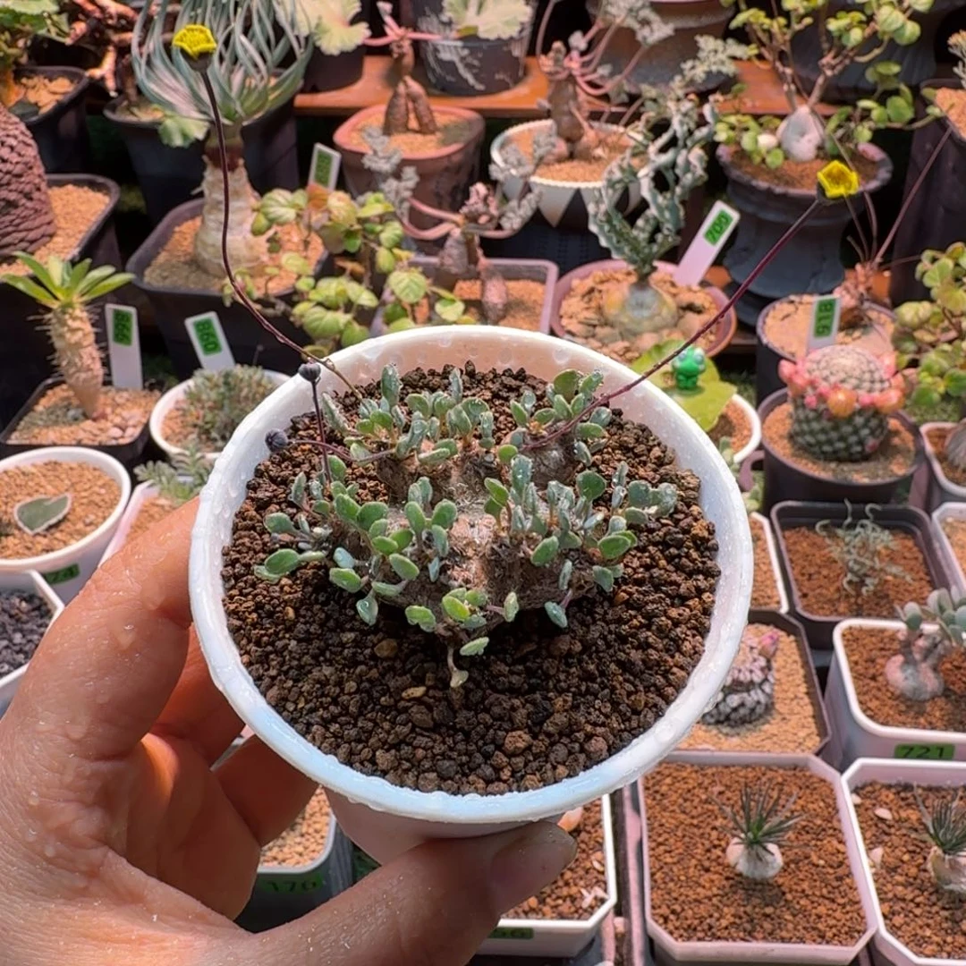 熔岩格加318 仙人球