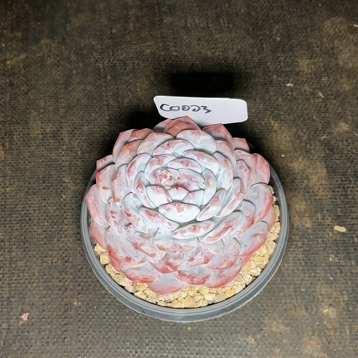 楠星影一物一拍00003