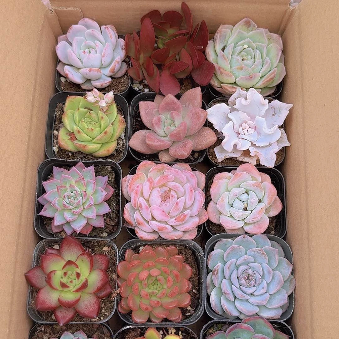 15个品种喜欢去拍