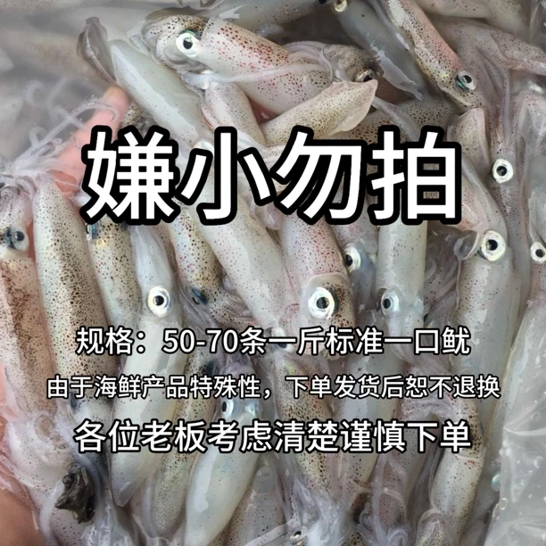 【顺丰直达】北海灯照鱿鱼标准一口鱿 速冻锁鲜发货  不带膏不带籽