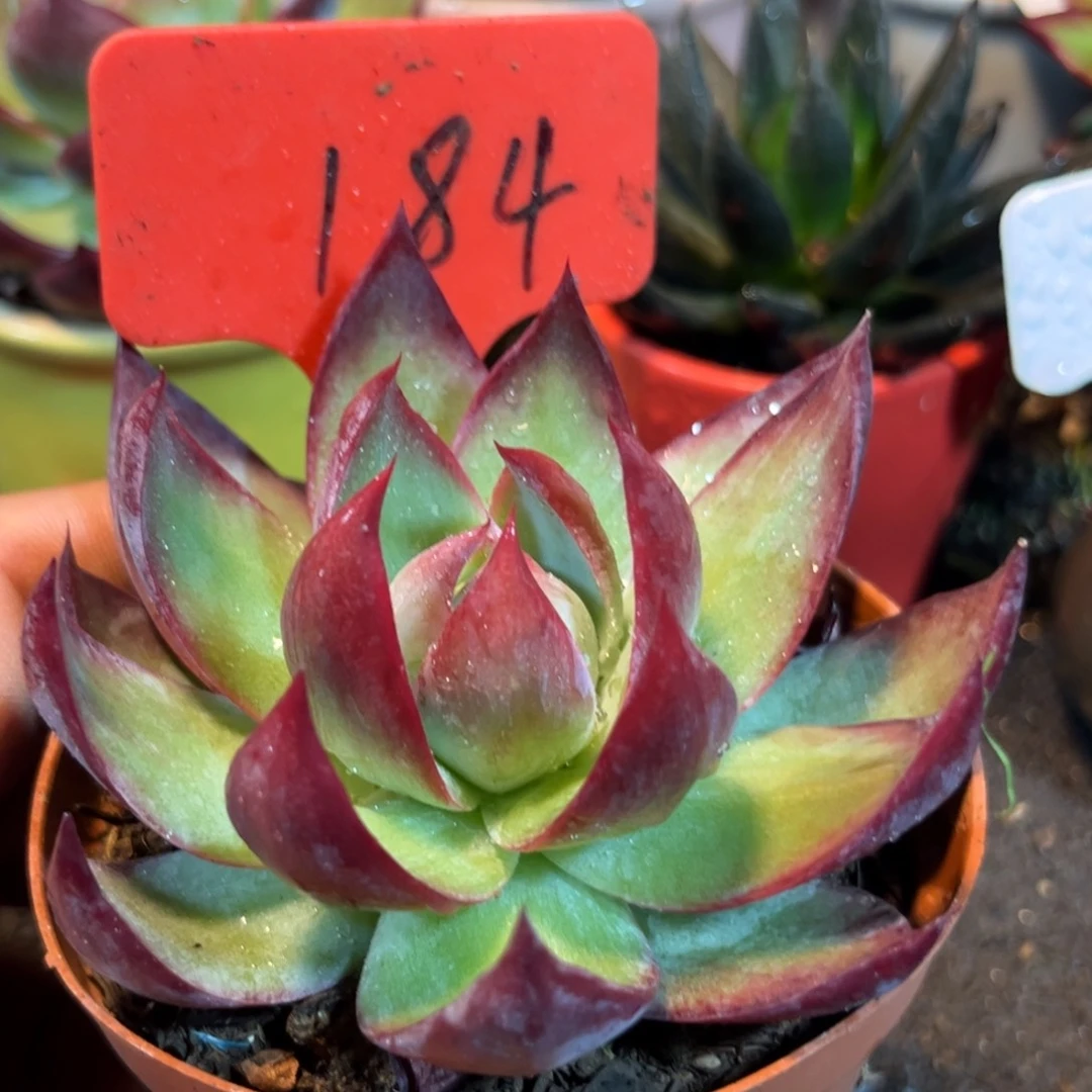 惊鸿仙子多肉植物184