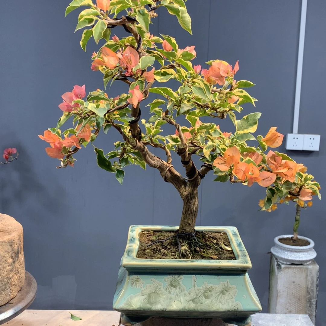 大量花朵（建议范围：8朵-15朵 或40%以上）