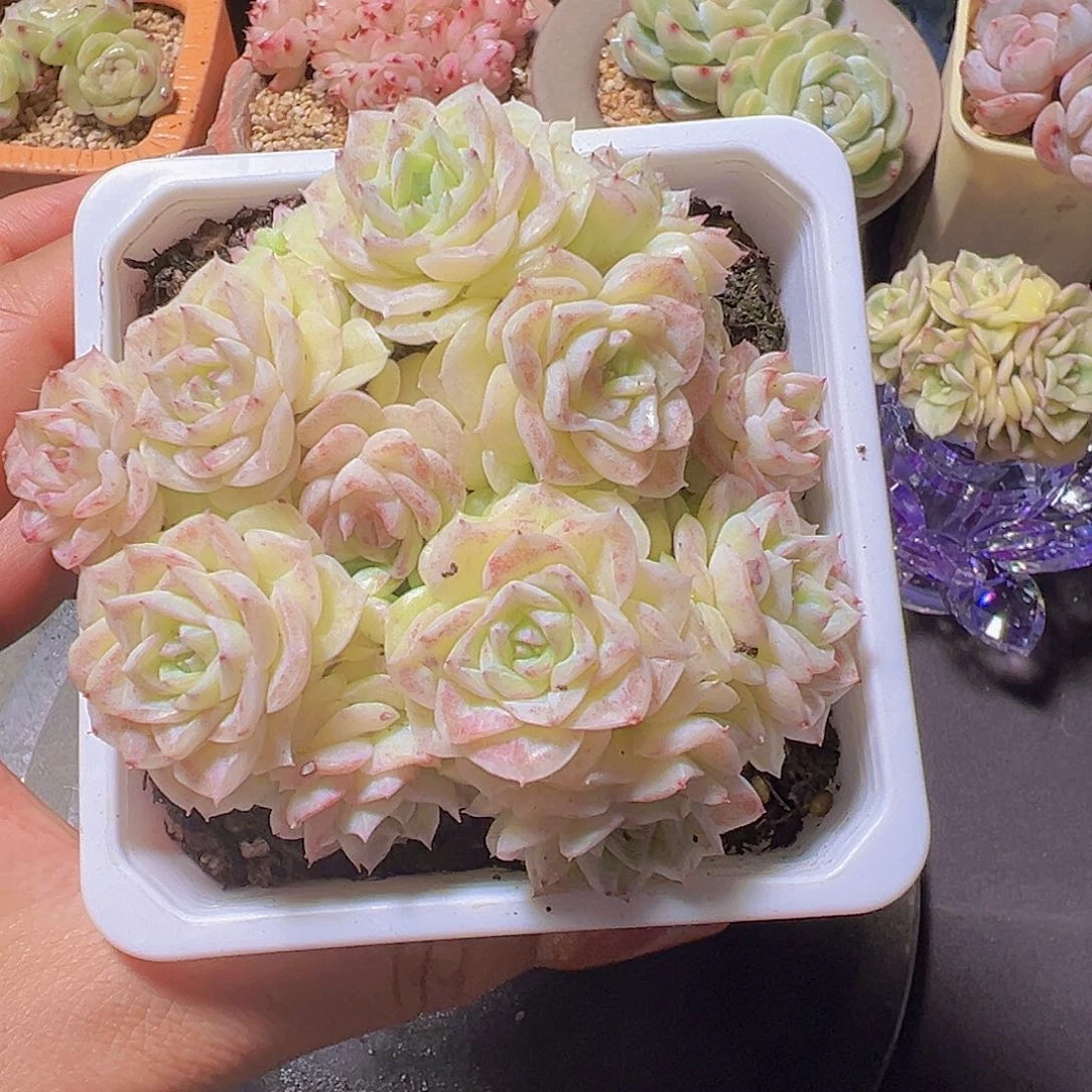 潇*妹白天鹅杂，多肉植物