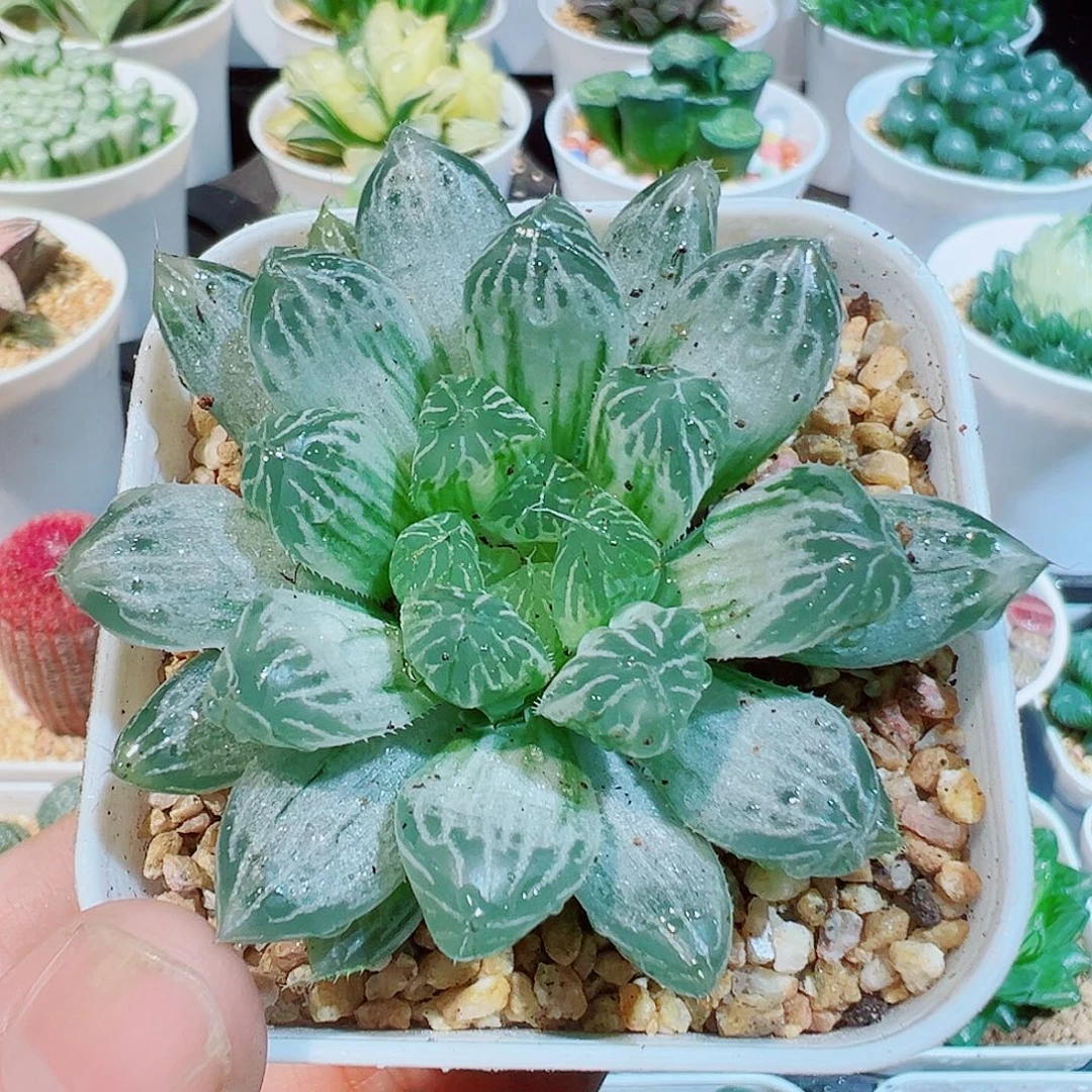 白斑玉露多肉多肉