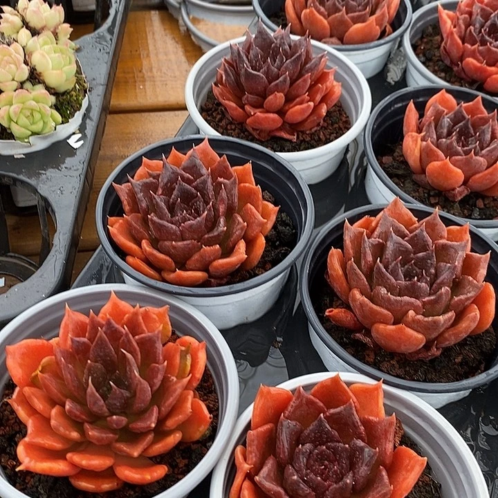 红饺子皮福利多多去拍