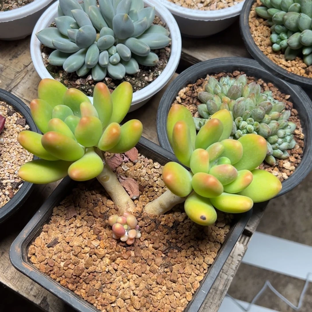 潘朵拉 老桩 夏鸣园艺