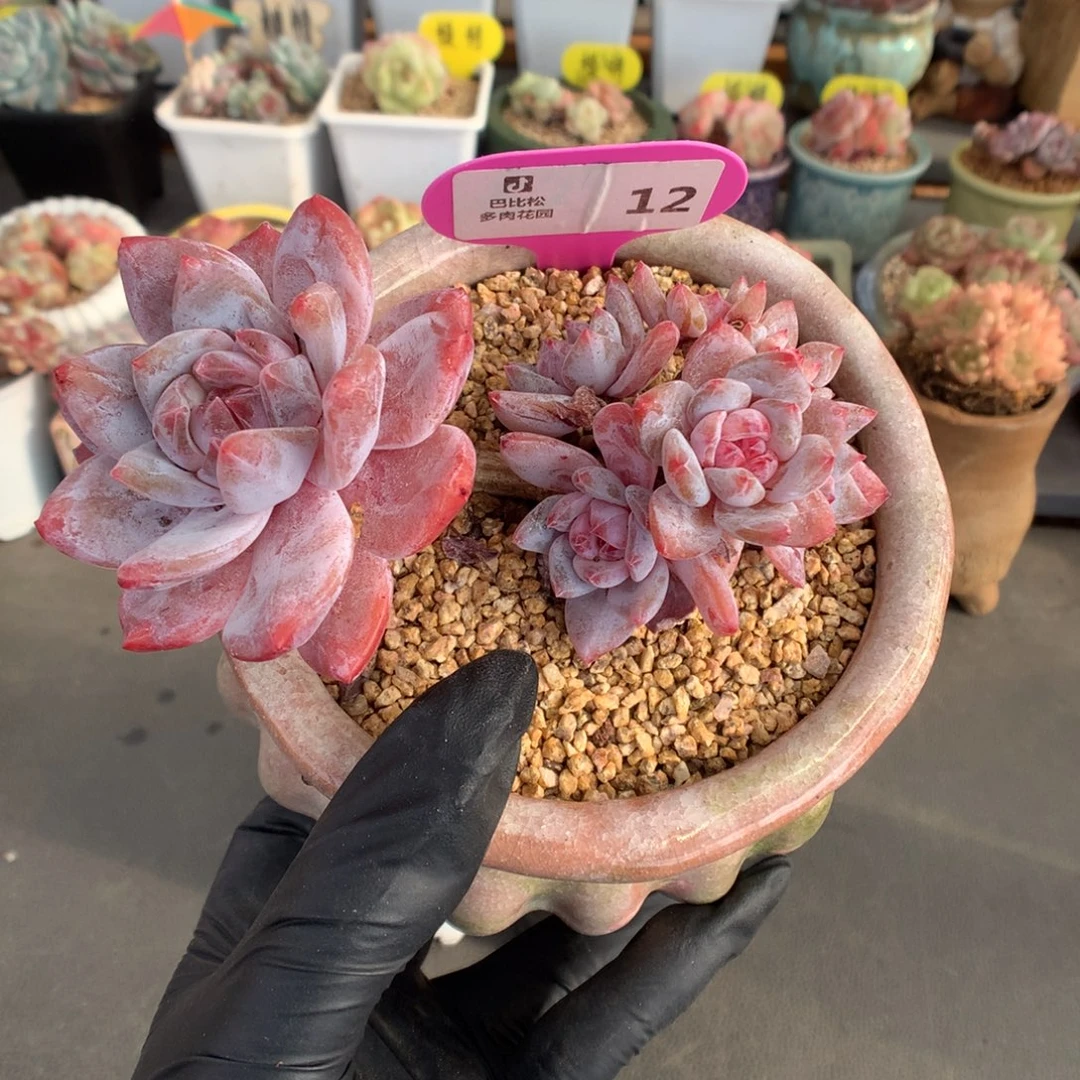 12 飘枝造型桩糖心橙