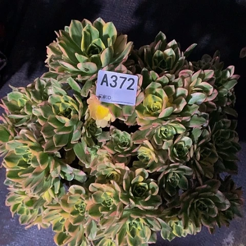 甜茶372脱土发货