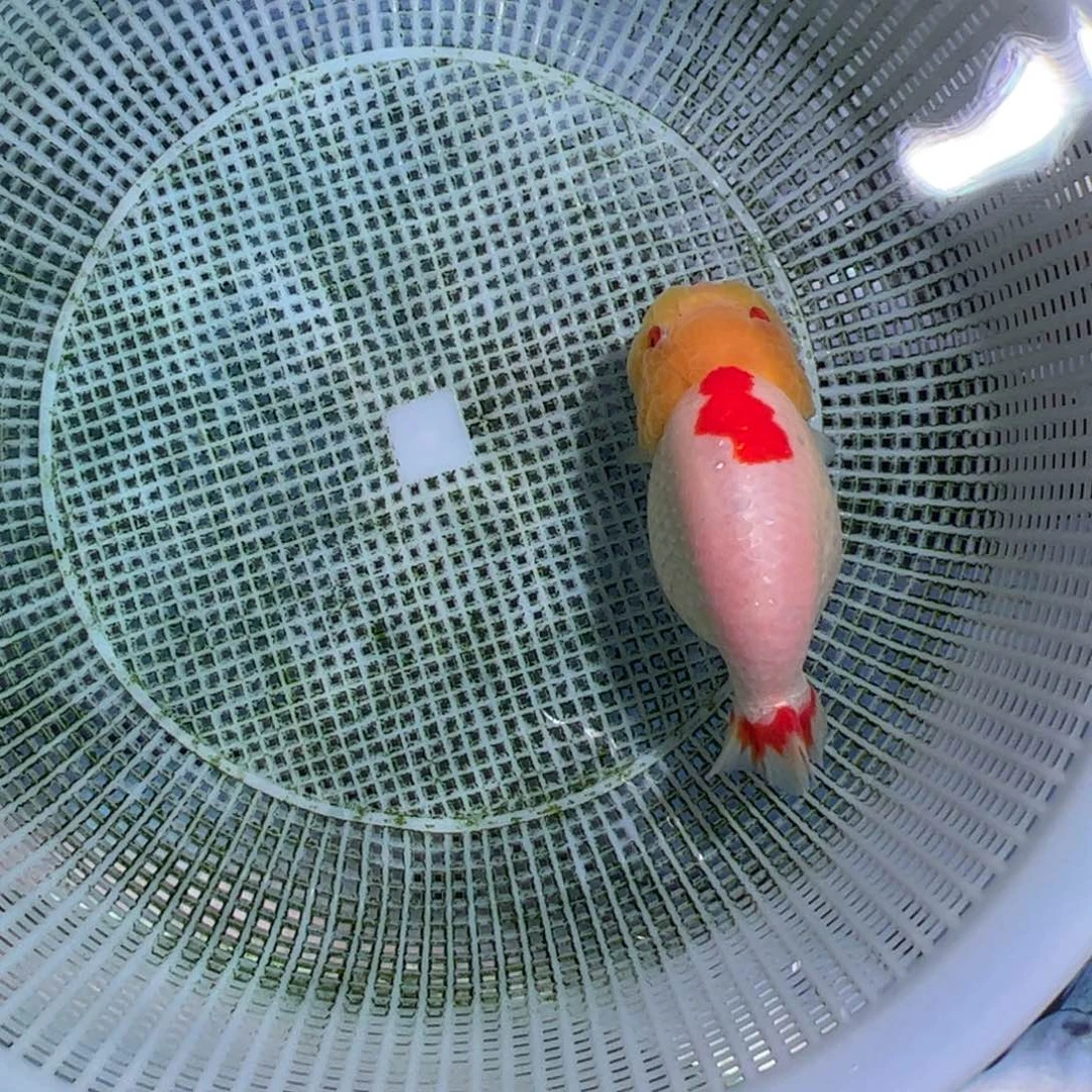 金鱼买够三条顺丰包邮陆运