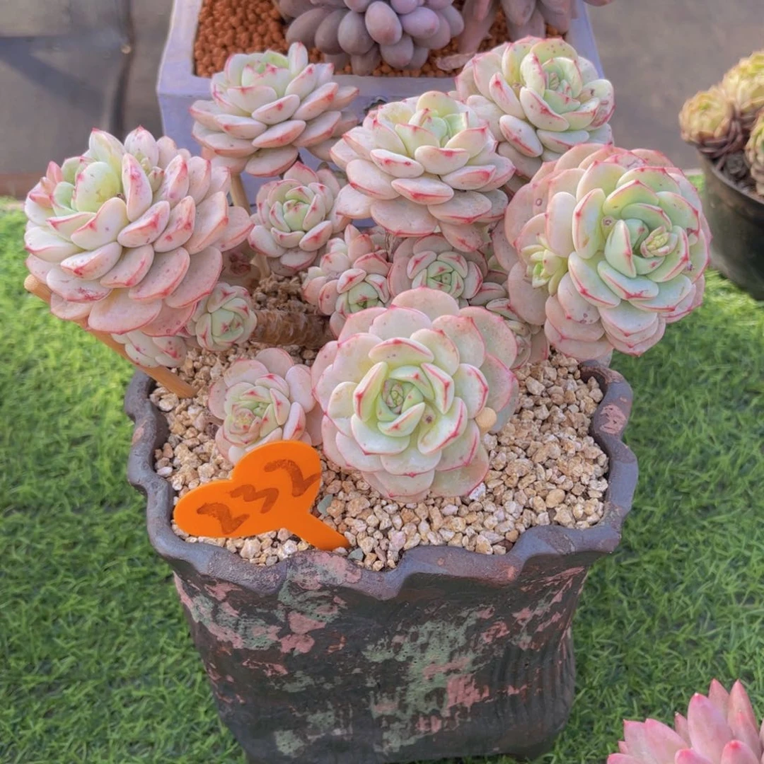 安**身232号多肉植物一物一拍