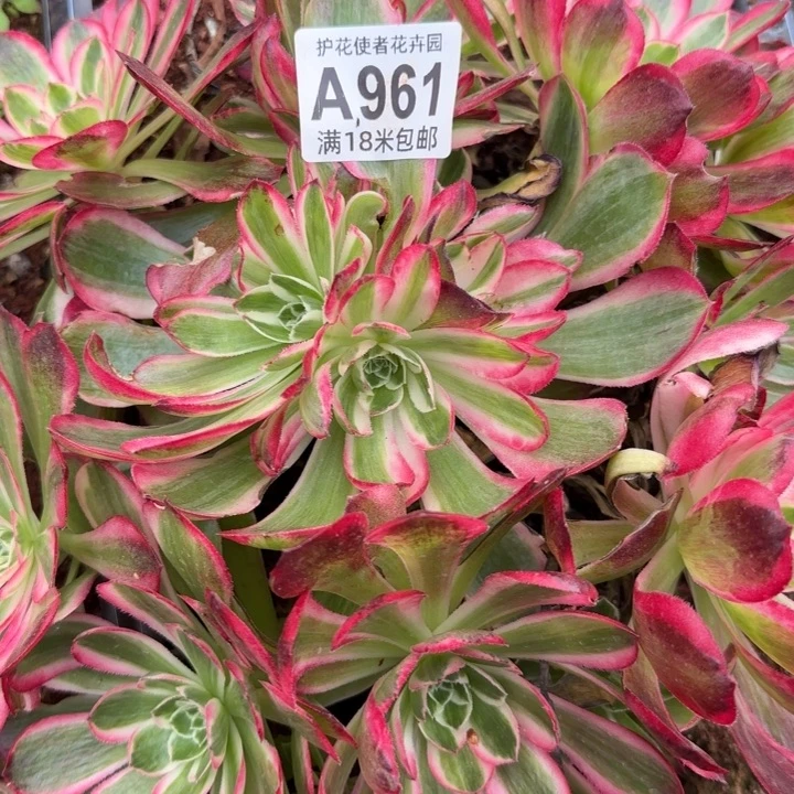 多肉法师淘宝福利