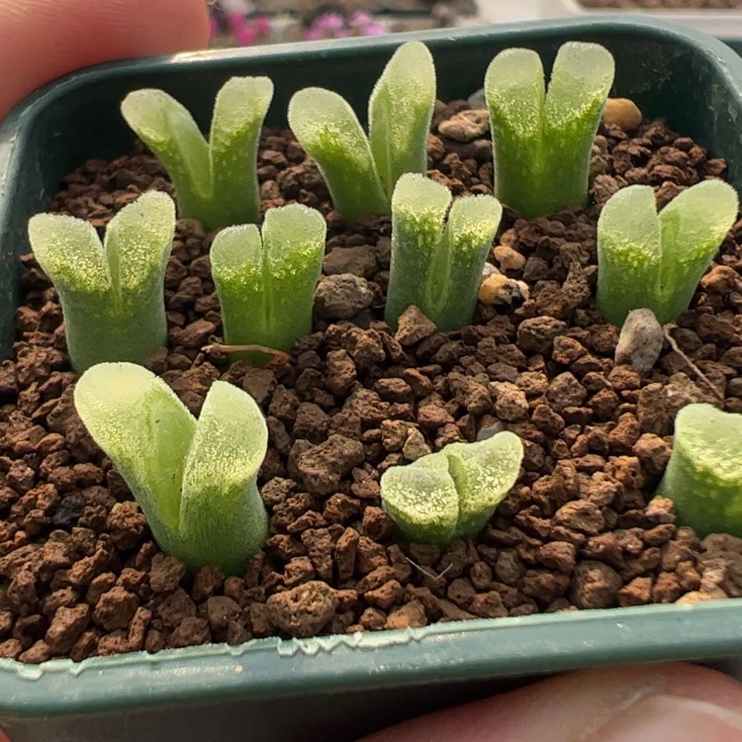 378 好看的多肉冲冲冲