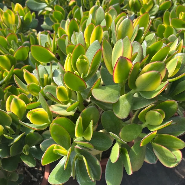 大老桩新花月锦老桩 多肉植物