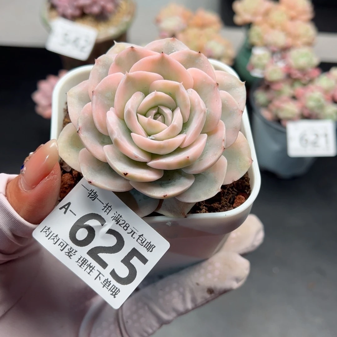 鲁氏锦多肉多肉多肉多肉