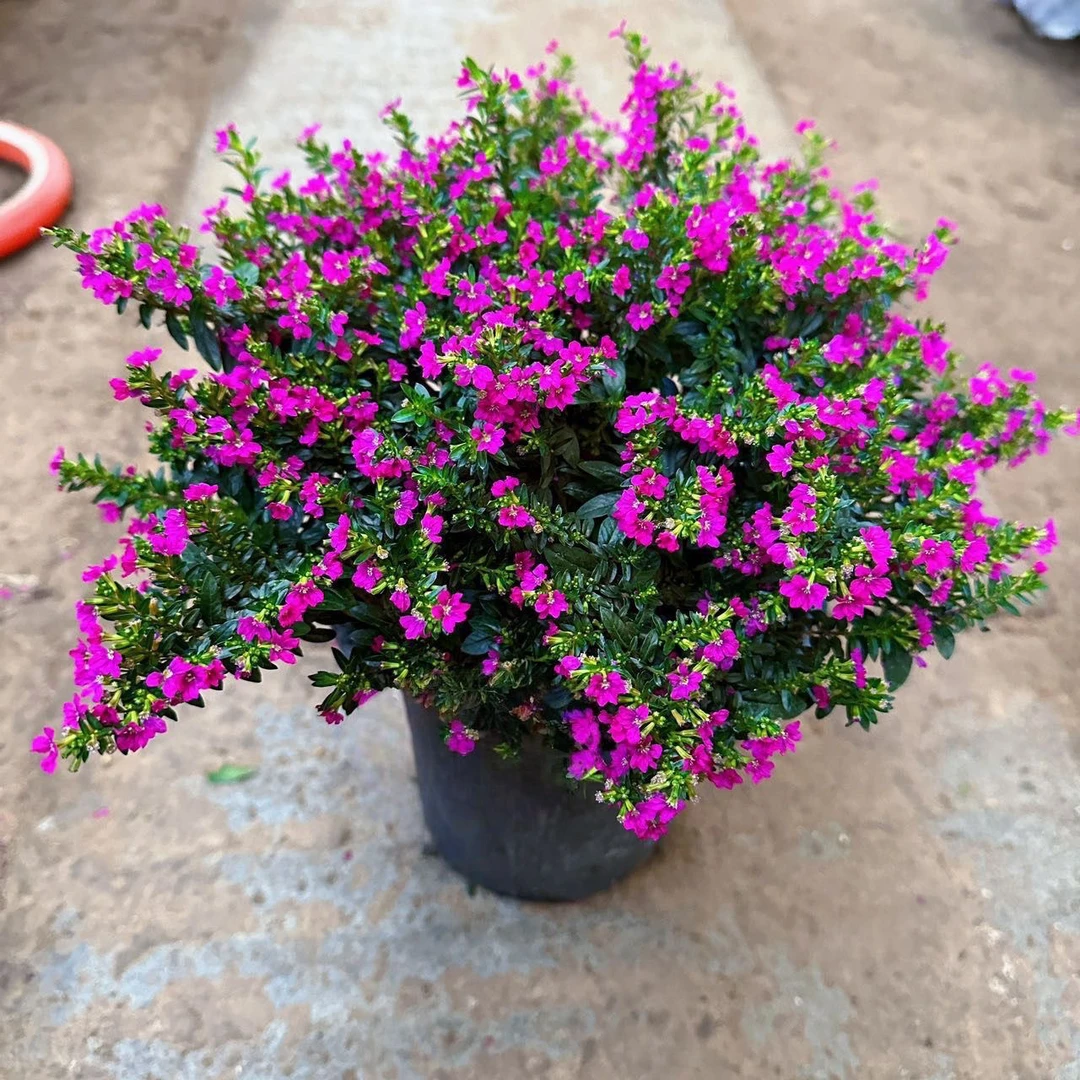 【满9.9包邮】满天星盆栽 30cm 带盆土四季开花不断多肉植物