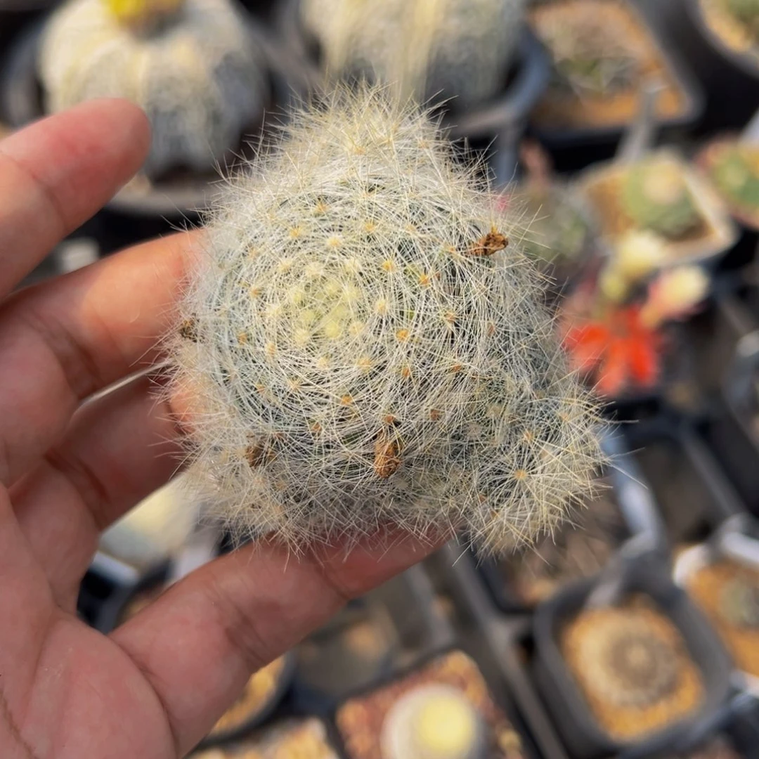 咪*崽实生根芳香丸多肉植物香花丸