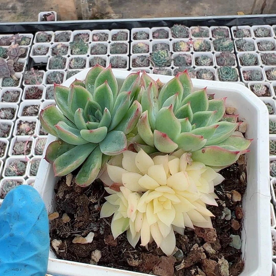 新圣骑兵锦，阴阳锦