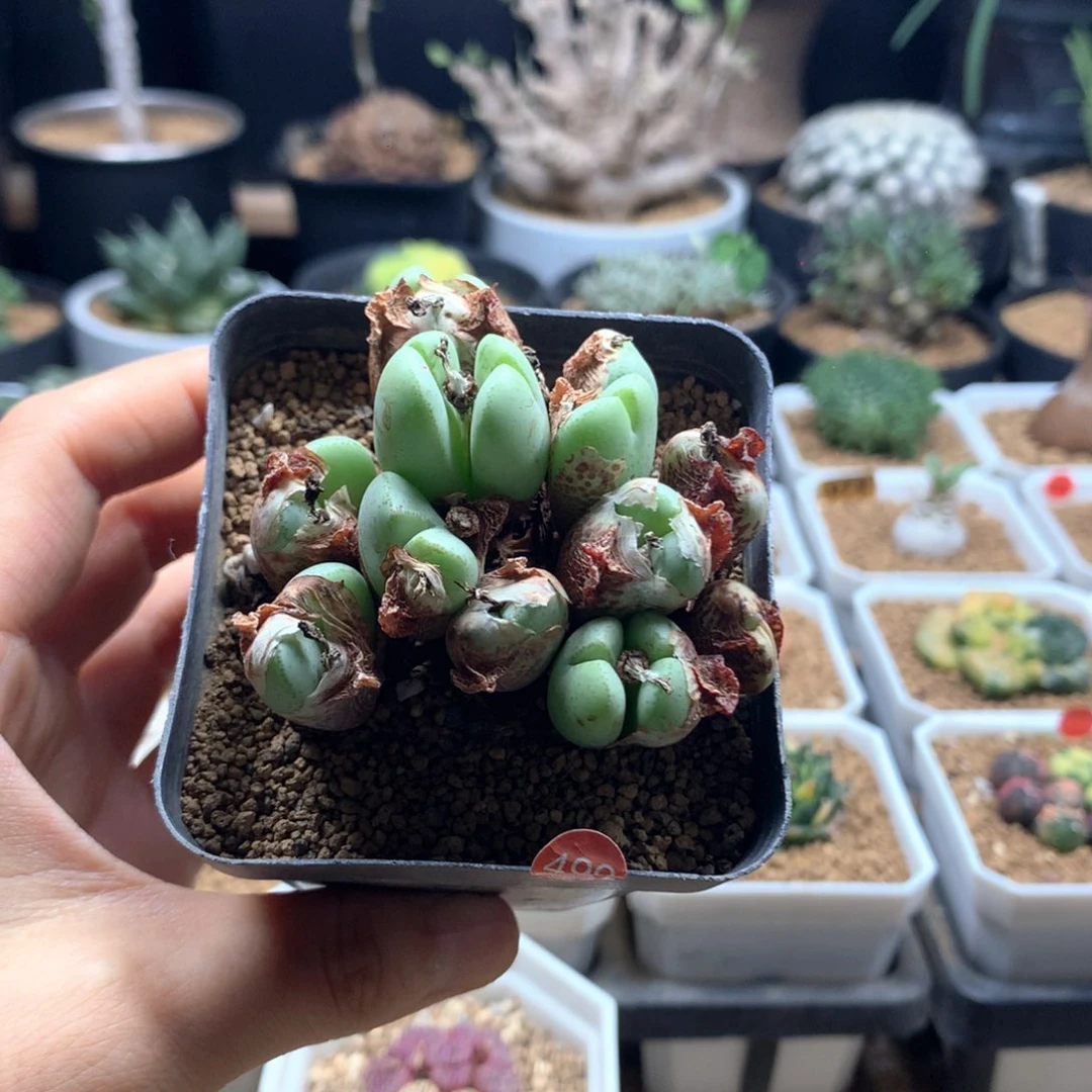 缘***少将带盆发货多肉。。。