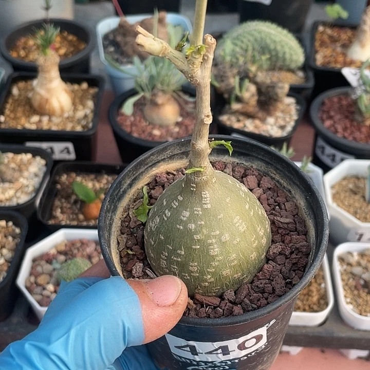 440银叶睡布袋块根