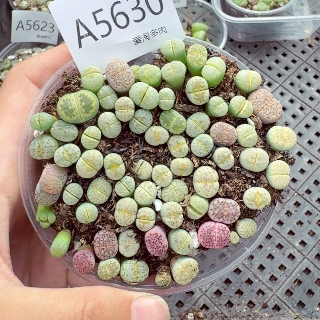 5630—生石花 生石花