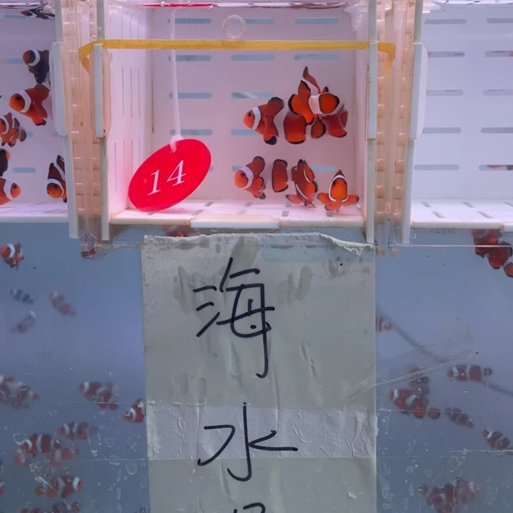 海水鱼瑕疵公子7条