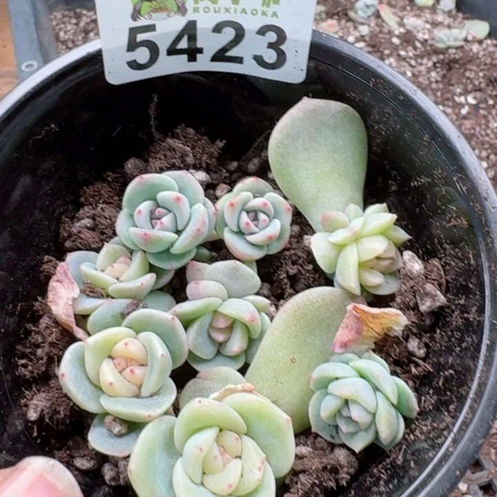 多肉植物多肉植物