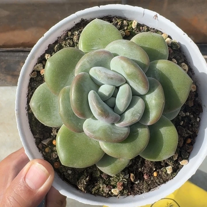 芒果冰 单头 一物一拍