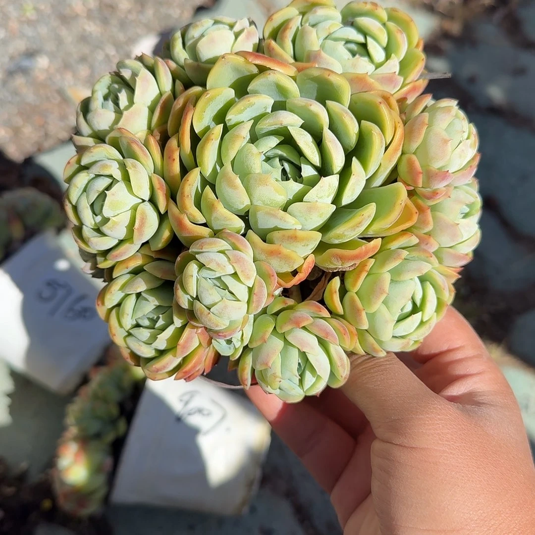 香水贝瑞手捧多肉植物