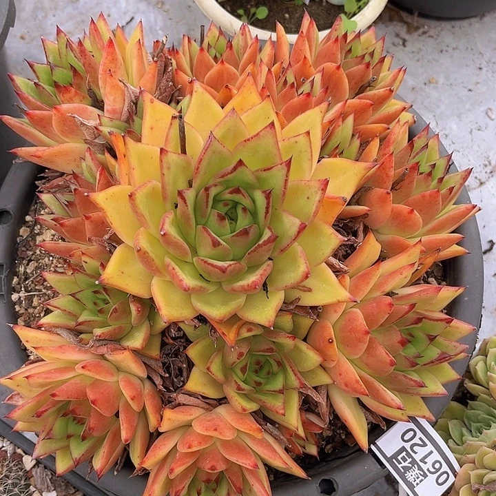 橙乌木06120多肉植物