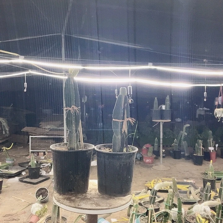 伊***君无售后接受拍呃呃呃