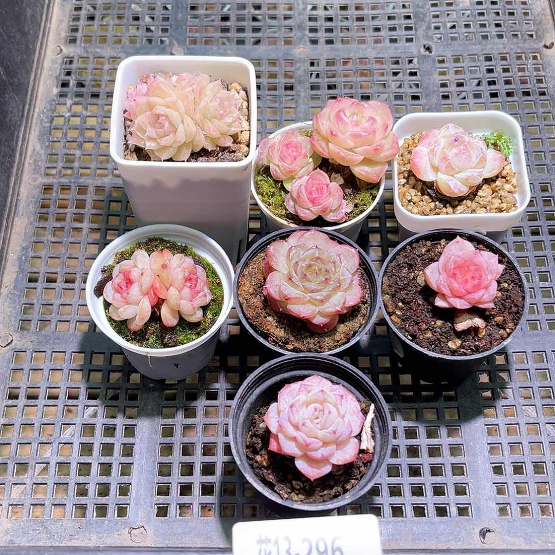 花13-296框拍多肉7颗