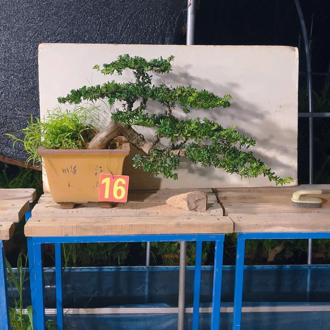 讨***感无花朵老桩罗汉松