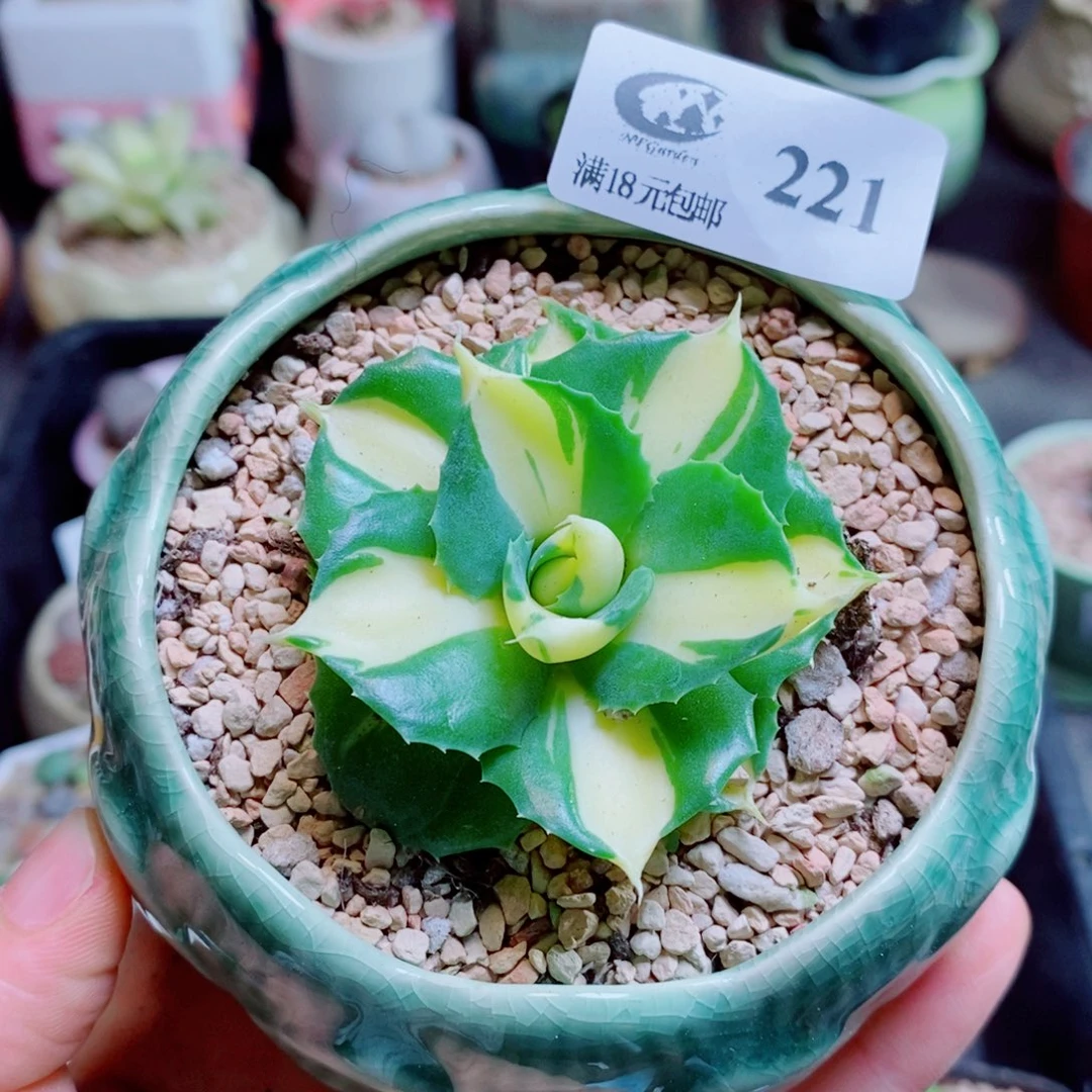 生石花花花花花花花花221