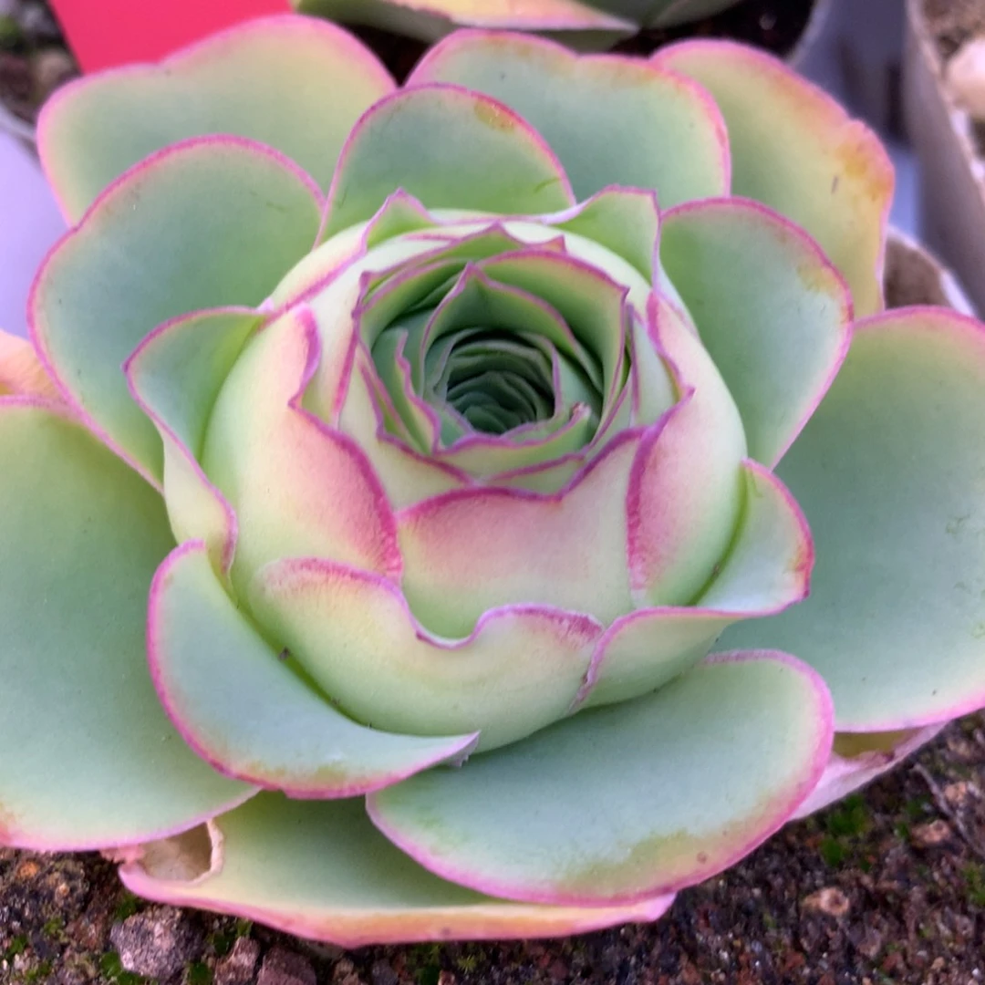 一物一拍春节福利680