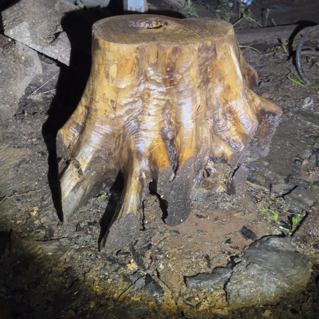 金丝楠壹*1111111144414