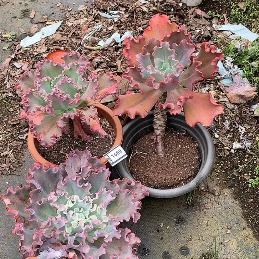 【闪购商品】麻**头包菜三颗1669