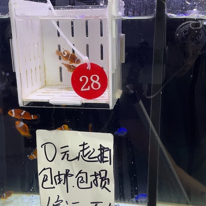 海水鱼28号金透红一对