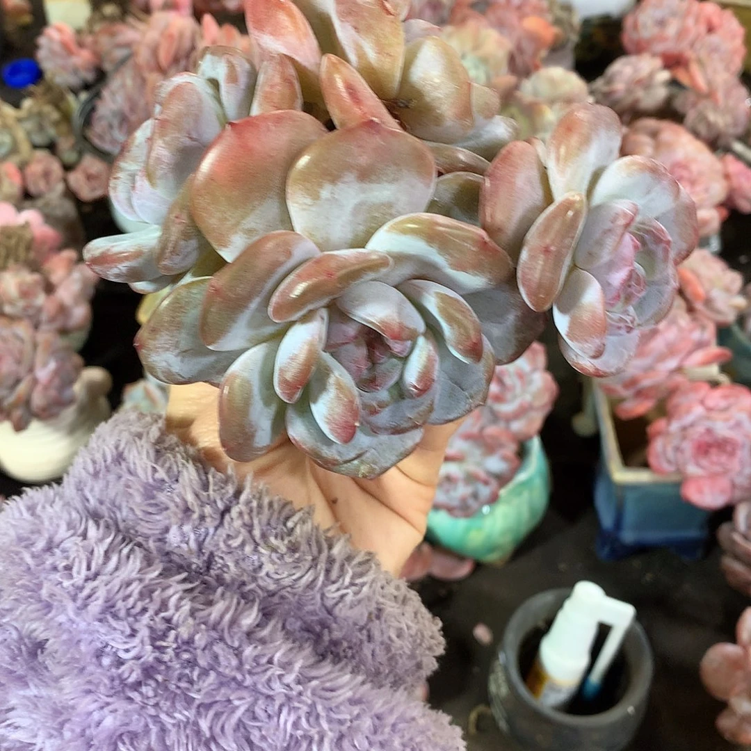 哈哈哈哈哈哈哈石榴籽