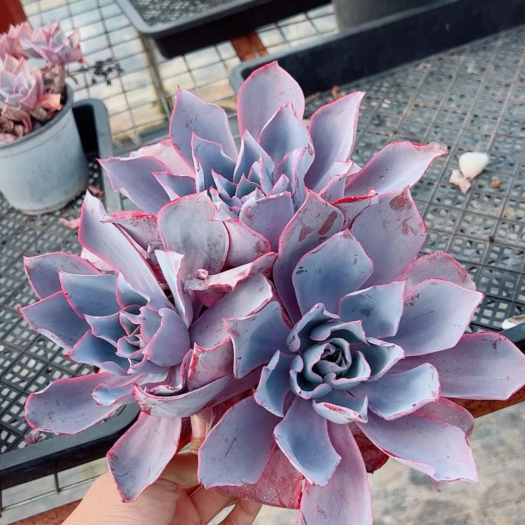 晚霞仙子多头群生老桩