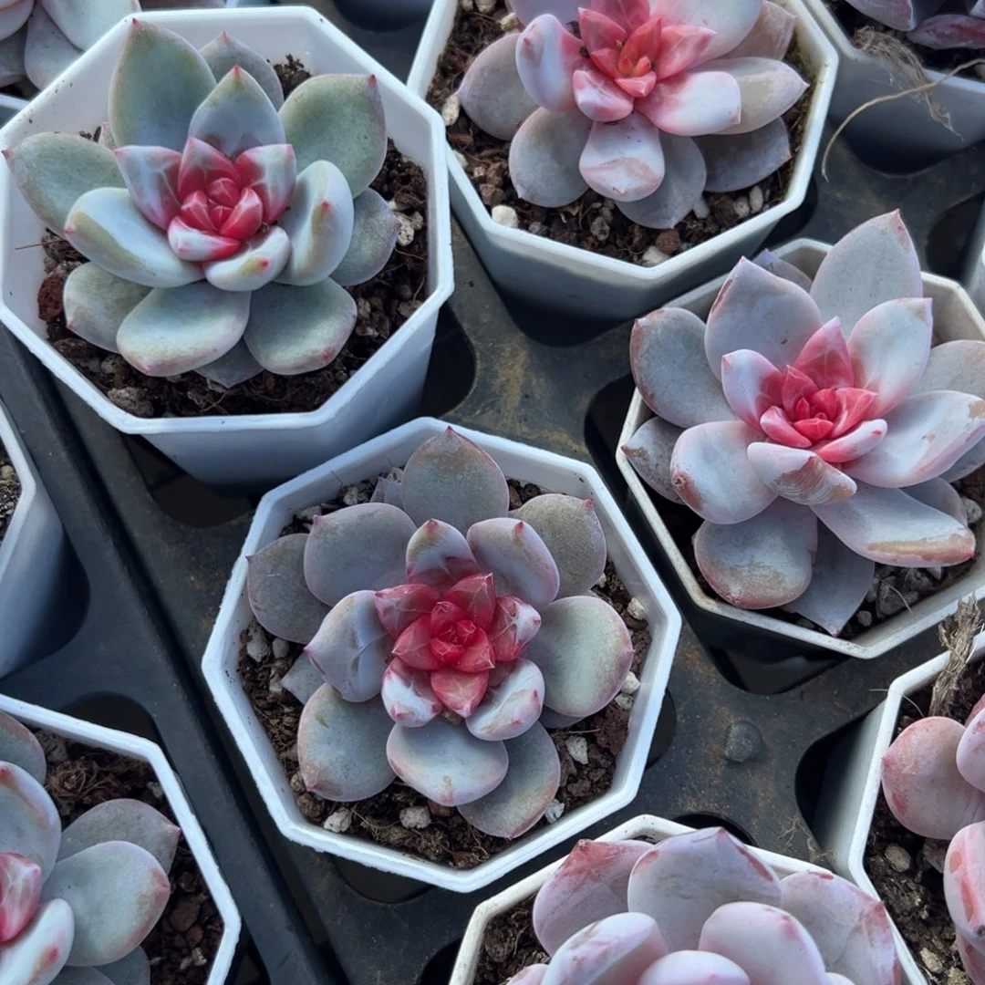 精控糖心雪天使到手1颗 量拍多肉满18包邮